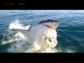PBS Shark Promo