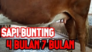 Download lagu CIRI CIRI SAPI BUNTING 4 SAMPAI 7 BULAN#PANEN INDUKAN BUNTING# mp3