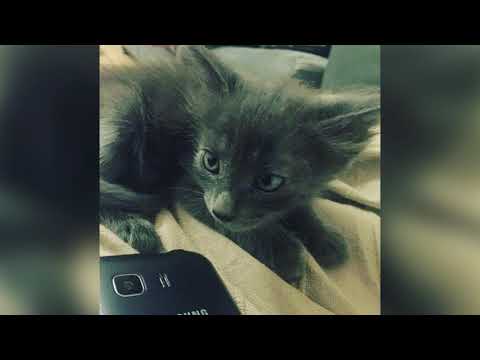 Mister ego - Tema (Vol.2)