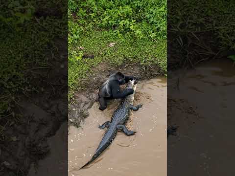 Gorilla VS Crocodile in river #wildlife #animals #wildanimals #documentary