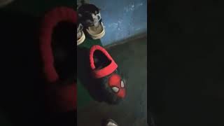 Download lagu 14 de agosto de 2024 mp3