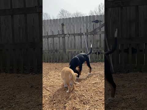 Bongo, an adopted Yellow Labrador Retriever & Black Mouth Cur Mix in Suffolk, VA_image-1