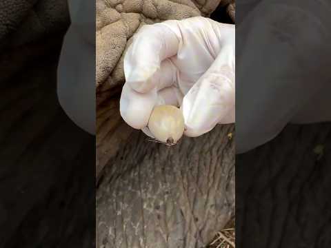 Will Giant Elephant Ticks Bite You? #goodtoknow #vet #medicine #funfacts #lifehacks #educational