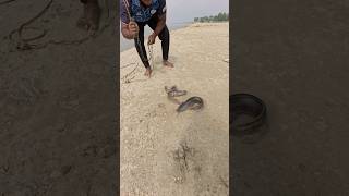 Amazing 3 Catfish Bait Throwing in River with Monster Fish Hunting Method  #fishinglife  #yarnroll