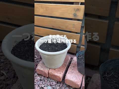 バルコニーの鉢でイチゴを育てる方法