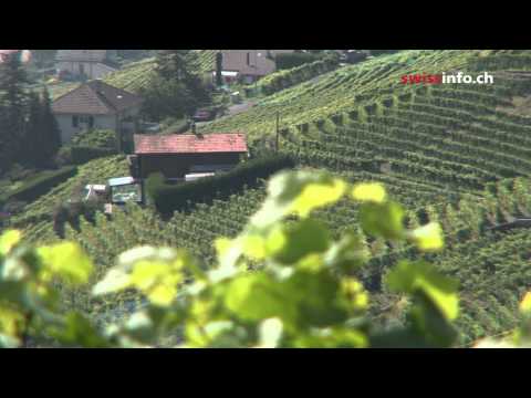 The Lavaux vineyards