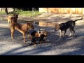 San Antonio Street Dogs Breeding In The Streets