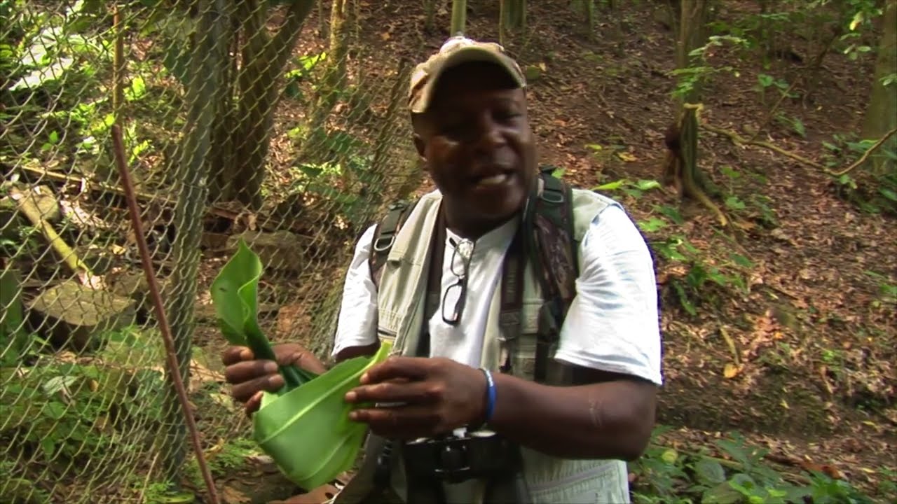 Scriber's rainforest trail tour video
