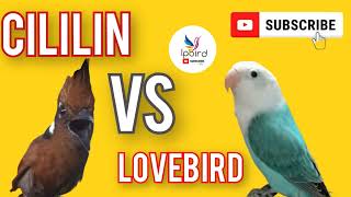 Download lagu Masteran CILILIN VS LOVEBIRD Gacor mp3 mp3