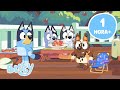 AO VIVO Contos Bluey Que Toda A Família Pode Curtir Bluey Português Brasil Canal Oficial