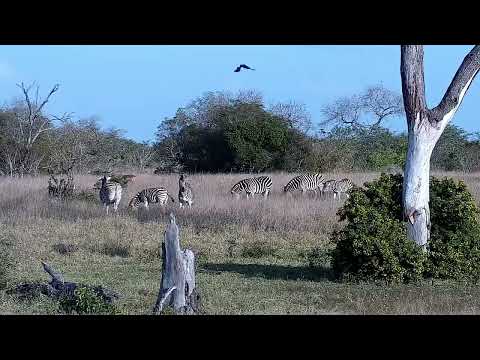 Djuma: Wildebeest bull and Zebras - 15:43 - 07/12/2022