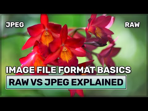 RAW vs JPEG - Which Image File Format is Better?