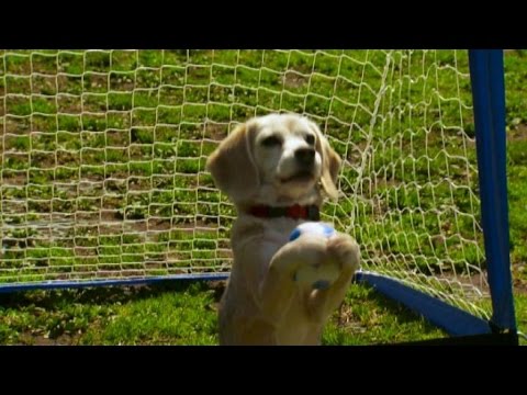 Cane portiere e tartaruga più veloce al mondo nei Guinness 2016
