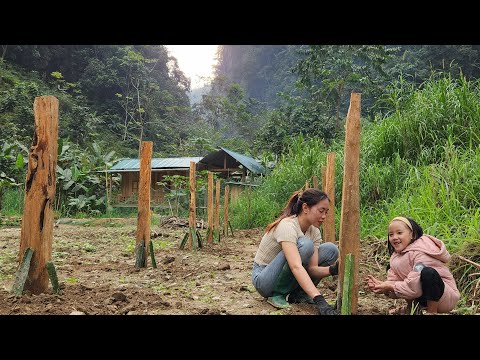 Building A Wooden Pole To Plant Dragon Fruit Trees/Harvesting Potatoes With My Daughter_Farm Life.