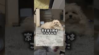 犬なら女装男子もいける件