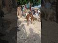 Femalegoat Laprri Goat Of Desert
