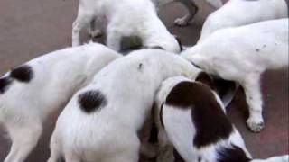preview picture of video 'Puppy Feeding Time'