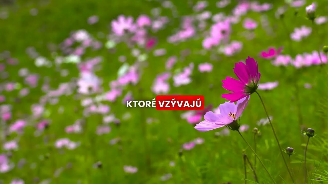 Prehrať video