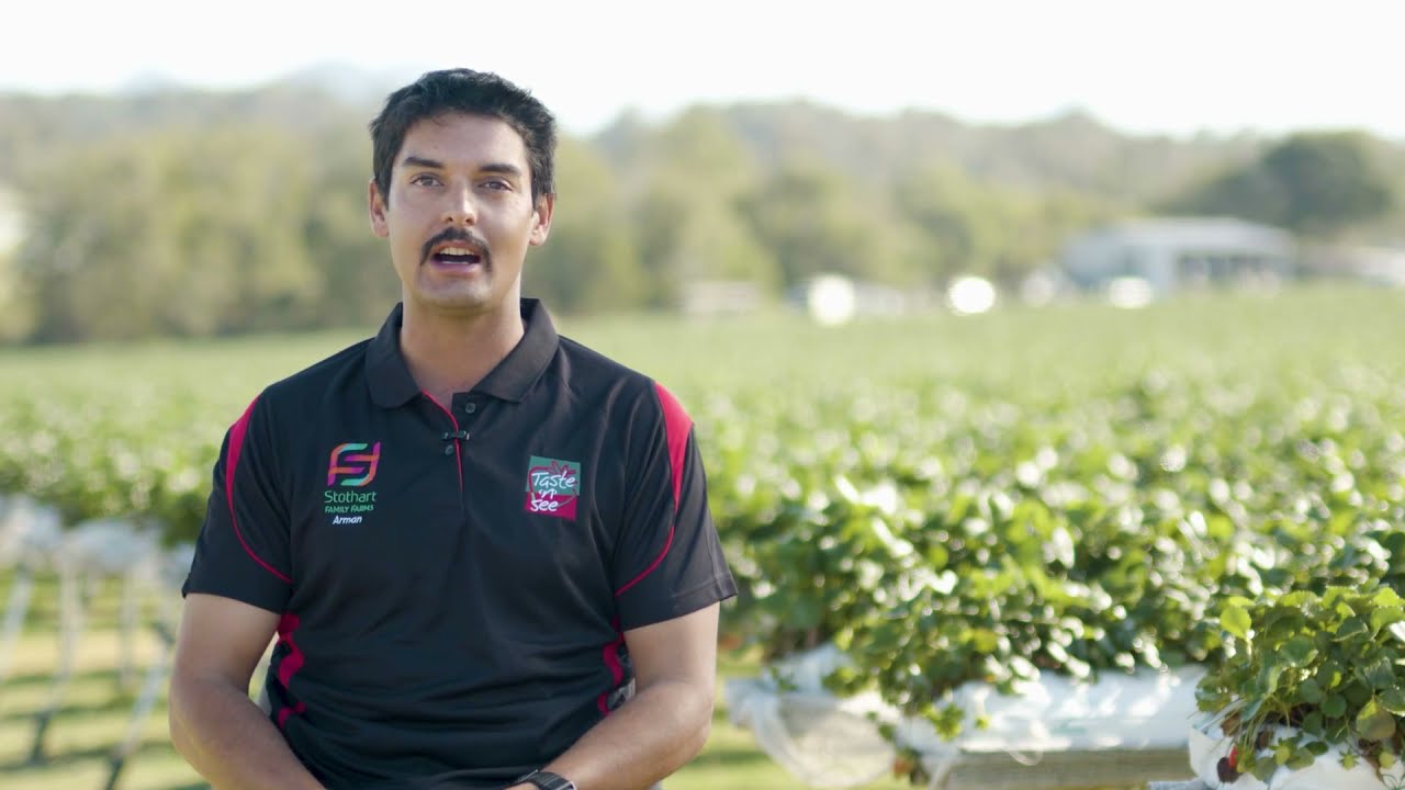 Strawberry Farm Interview