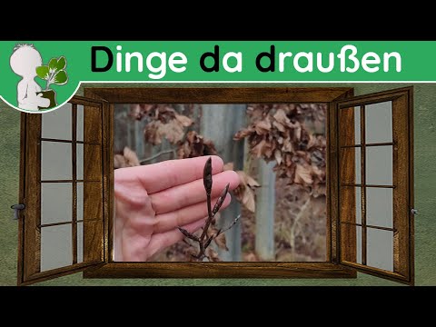 Ddd 001 - Blätter an Bäumen im Winter - Wildpflanzen, Botanik & Co (Doku 17. Dezember)