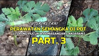 Tutorial Tani Menanam SEMANGKA Di Polybag   Perawatan Lanjutan PART  3