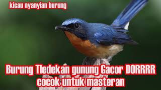 Download lagu Tledekan Gunung Rewel Banget, Gacor Doorr... masteran burung mp3