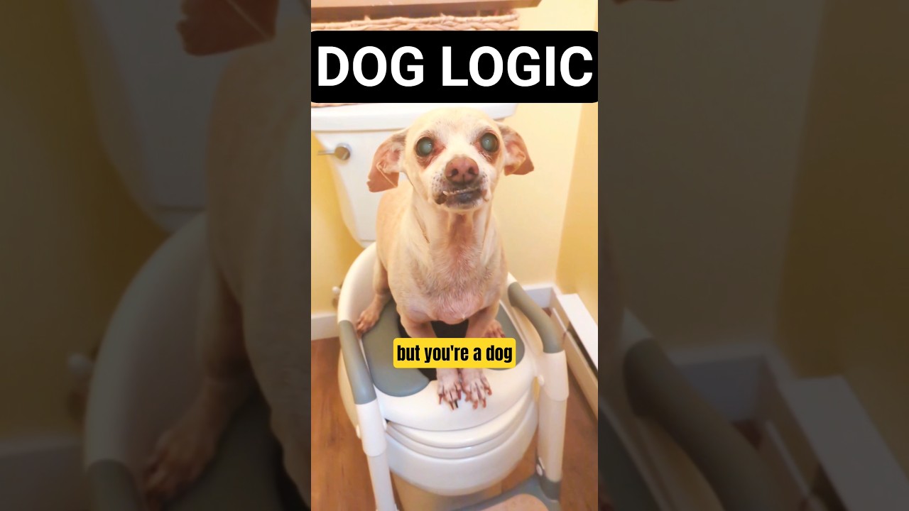 My Talking Dog Uses the Potty 🚽😂 #funny #dog