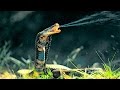 Top 10 Most Venomous Snakes in the World DEFAULT Thumbnail