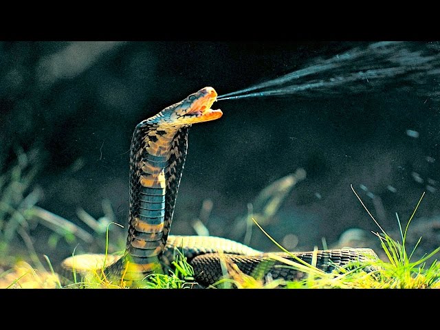 Top 10 Most Venomous Snakes in the World SDDEFAULT Thumbnail