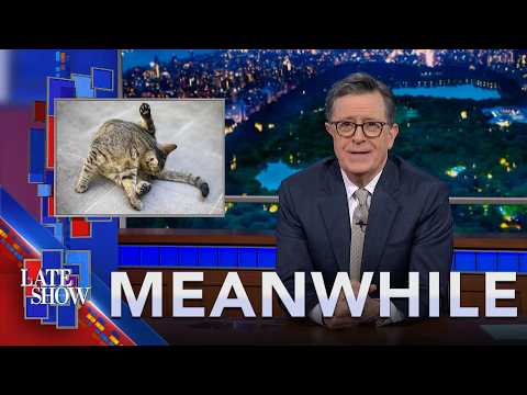 Meanwhile... Business Casual Steak | Tracking Teeth | Don't Let The Cats Out