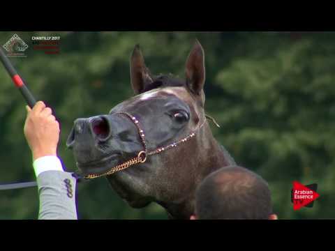 N.36 CWTCHAMAMA - Chantilly 2017 European Breeders'Championship - 4/6 Years Old Mares (Class 3)