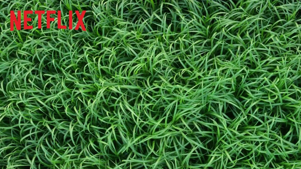 『イン・ザ・トール・グラス －狂気の迷路－』予告編 - Netflix thumnail