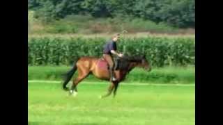 preview picture of video 'Geländeritt mit Wartmblut Holsteiner Pferd Charly in Viersen am Hohen Busch.wmv'