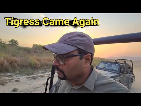 Thrilling Tigress Encounter at Dhikala | Hidden Cubs in the Bush?
