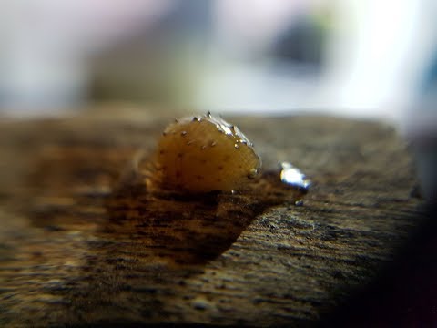 Portare il cognac di parassiti Quello che aiuta da vermi come imparare
