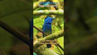 Download lagu KEHICAP RANTING DI ALAM LIAR. mp3