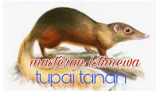 Download lagu suara tupai tanah, isian istimewa untuk burung lomba mp3