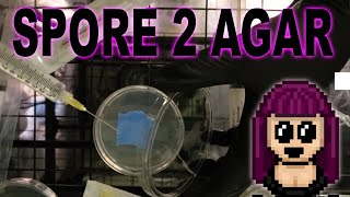Inoculating Agar Plates with Spore Solution Syringe | Growing Mushrooms