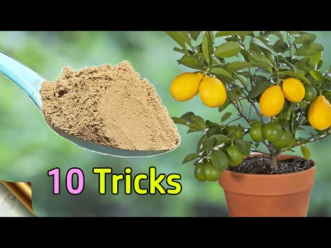 , title : '10 TRICKS TO GROW LOTS OF LEMONS | HOW TO GROW LEMON TREE IN POT | CITRUS TREE CARE'