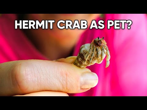 22 Facts of Keeping Hermit Crab As a Pet