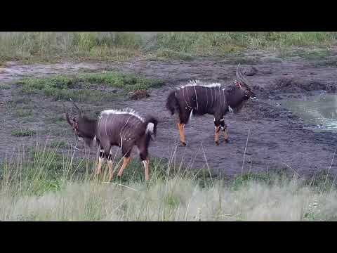 Djuma: Nyala bulls - 17:30 - 03/20/19