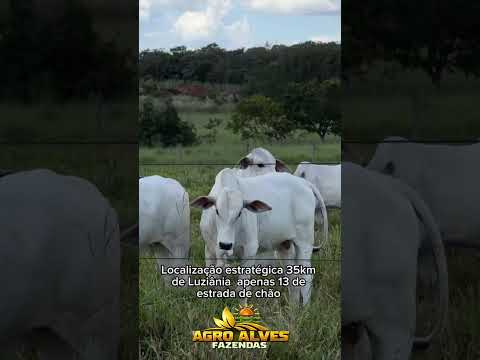 🌾 1.702 ha em Luziânia/GO. Soja, pecuária, rio e estrutura premium. Agro Alves Fazendas.