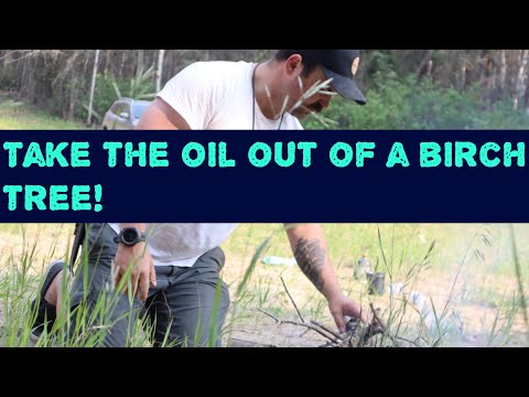 Oil out of a Birch tree?