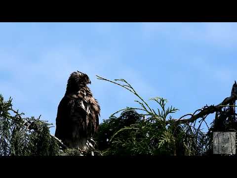Cooper’s hawk family in delta as fledglings leave the nest
