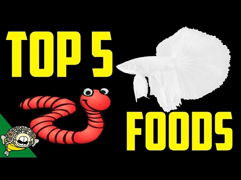 Top 5 Betta Fish Foods