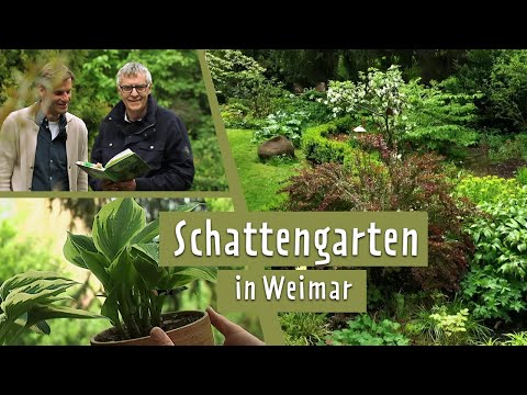 Dream garden with shade plants from a gardening professional | MDR Garden