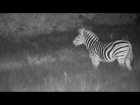 Djuma: Zebras - 00:22 - 05/06/20