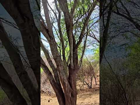 🌾 FAZENDA OLHO DAGUA – POTENCIAL PARA PECUÁRIA E CHACREAMENTO A APENAS 5,5 KM DA CIDADE 🌾