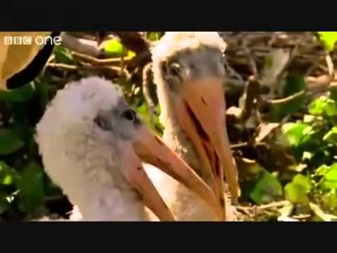 śmiejące się pelikany Laughing pelicans