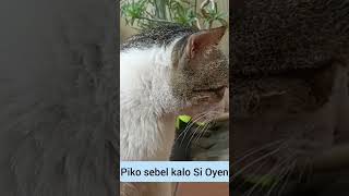 Download lagu Piko Tepar Abis Ngomel #shorts #kucinglucu #mycatsdiary mp3 Download lagu Piko Tepar Abis Ngomel #shorts #kucinglucu #mycatsdiary mp3